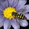 Mengelola Tanaman Refugia (Insectary Plants)