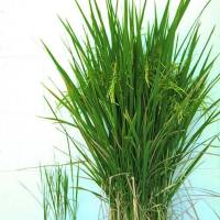 Defisiensi Fosfor (P)