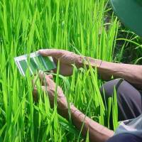 Bagan Warna Daun (leaf color chart)