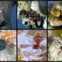 Parasitoid Kutu Sisik Buah Kapas Cryptochaetum iceryae