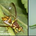 Lalat Buah (Fruit flies)