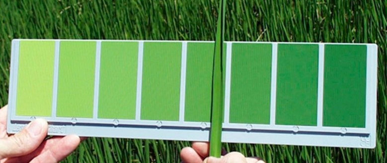 Bagan Warna Daun 2
