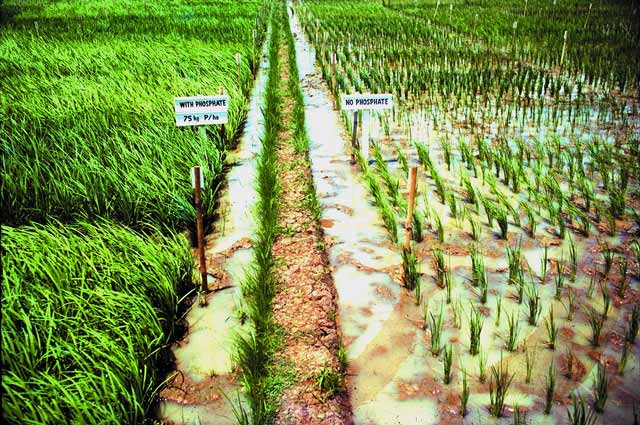 phosphorus deficiency field