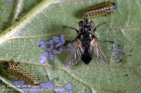 Erynniopsis antennata 2