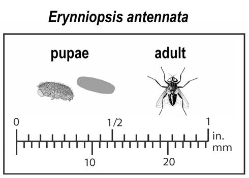 Erynniopsis antennata 4
