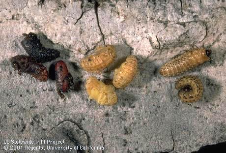 Erynniopsis antennata 5
