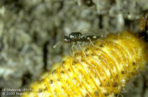 Erynniopsis antennata 6