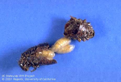 Erynniopsis antennata 7